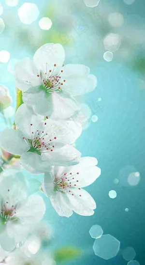 白色樱花花朵鲜花在阳光下，春天立春春分惊蛰摄影图