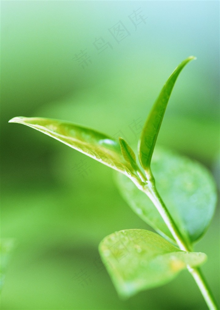 森林树木树林风景图片素材