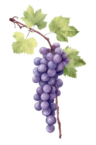 葡萄水彩国风元素
