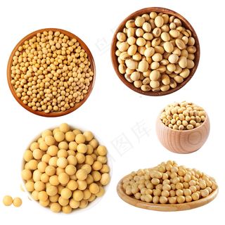 大豆黄豆集合矢量素材