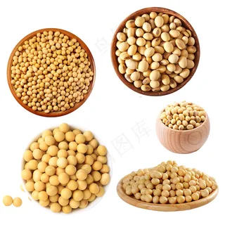 大豆黄豆集合矢量素材