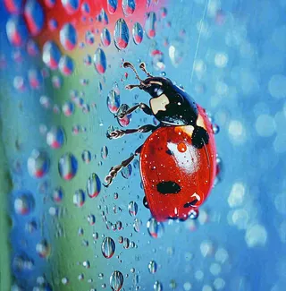 玻璃雨水下的绿叶昆虫七星瓢虫，彩色植物摄影图