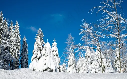 壮观冷杉雪景图片 壮观冷杉雪景图片