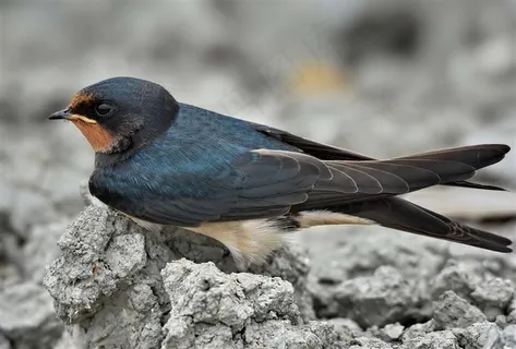 鸟类大全候鸟小燕子图片