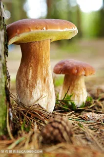 野蘑菇类蔬菜素材蔬菜图片 野蘑菇类蔬菜素材蔬菜图片