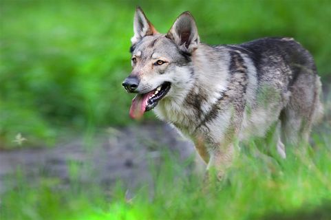 草地里寻找食物的狼图片