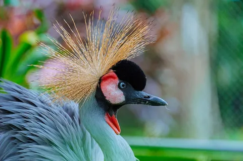 非洲冠鹤图片 非洲冠鹤图片