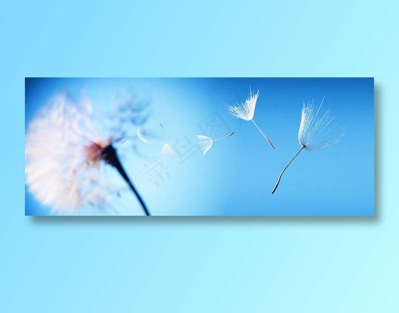 蓝色背景上被风吹散的蒲公英高清图片