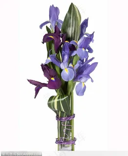 插花物语-紫色的百合花