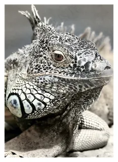 鬣鳞蜥图片 鬣鳞蜥图片