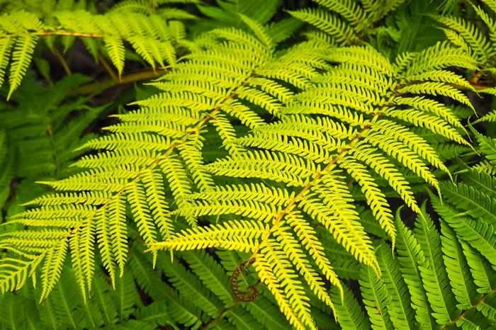 蕨类绿叶植物