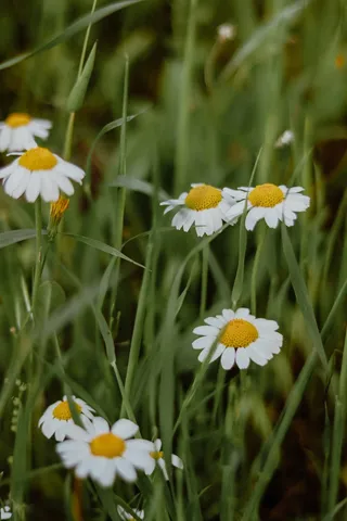 白色纯洁雏菊摄影素材