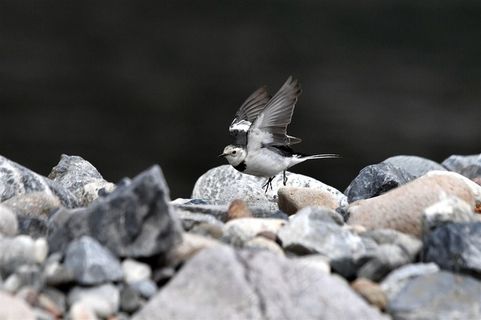 鸟类大全白鹡鸰图