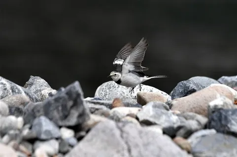 鸟类大全白鹡鸰图