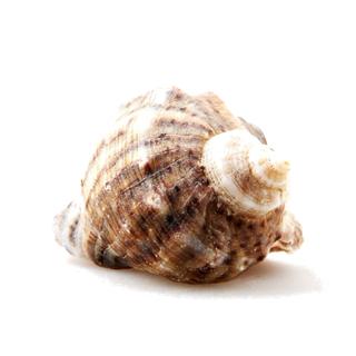 螺贝类带壳类(19)海鲜超市商品红酒白底图免抠实物摄影png格式图片透明底