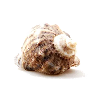 螺贝类带壳类(19)海鲜超市商品红酒白底图免抠实物摄影png格式图片透明底