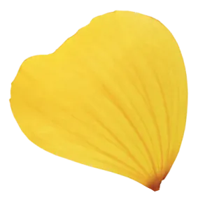 花瓣花朵免扣图片 