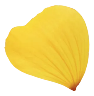 花瓣花朵免扣图片 