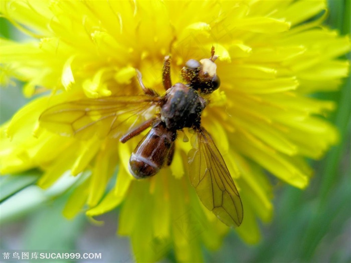 在黄色雏菊上采蜜的小蜜蜂