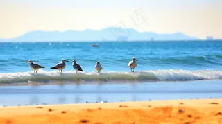 海边沙滩的海鸥摄影图