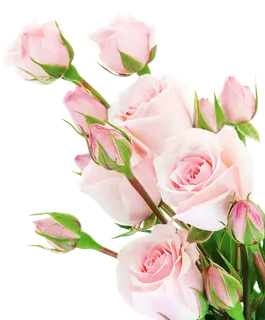 免抠粉色花束素材