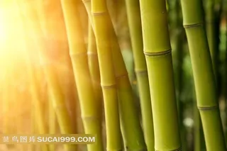 透过竹林的晨曦