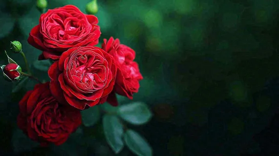 红玫瑰鲜花艳丽，花朵暗黑摄影图