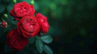 红玫瑰鲜花艳丽，花朵暗黑摄影图
