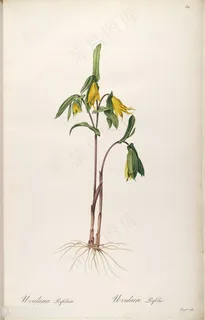 高清花草雷杜德原版花卉图谱 高清花草雷杜德原版花卉图谱