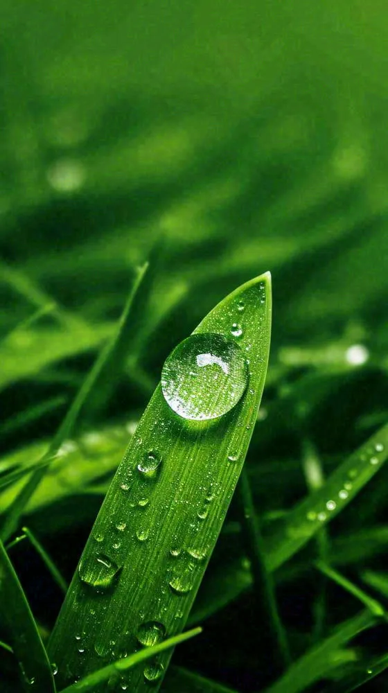 夏天绿植叶子露珠萌芽清新，雨水白露谷雨摄影图(816x1456)