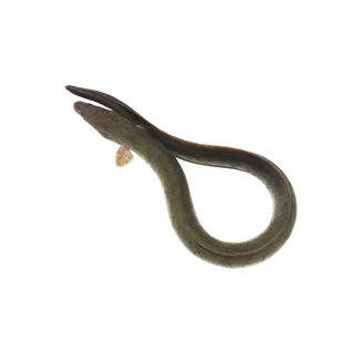 鱼类(89)海鲜超市商品红酒白底图免抠实物摄影png格式图片透明底