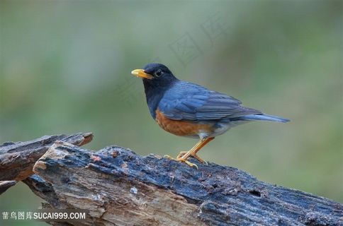 小巧玲珑鸟类图片