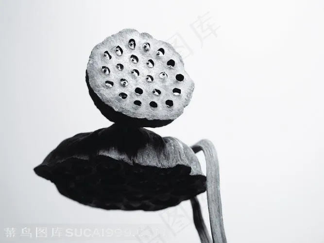 干枯的两个莲蓬