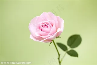 粉色玫瑰花花朵特写