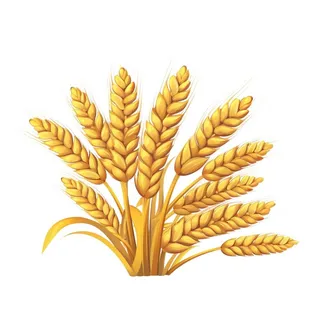 小麦麦穗金黄免抠