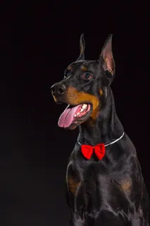 戴着红色领结的杜宾犬摄影 戴着红色领结的杜宾犬摄影