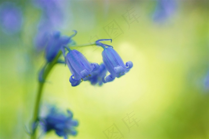 唯美蓝色铜铃鲜花图片