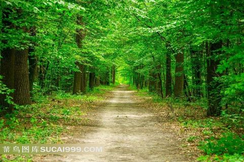 绿树林图片素材