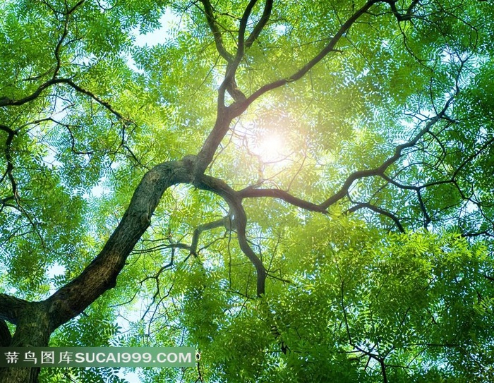 参天大树摄影图片素材