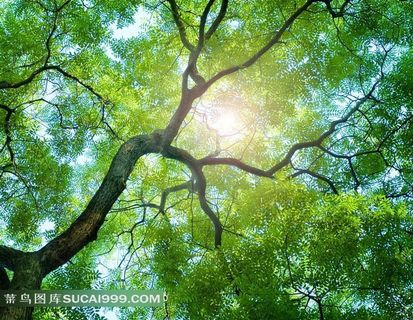 参天大树摄影图片素材