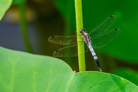 一只蜻蜓落在荷叶杆茎上
