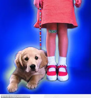 宠物狗（主人牵着）