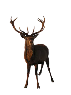 鹿动物免扣素材透明背景野马