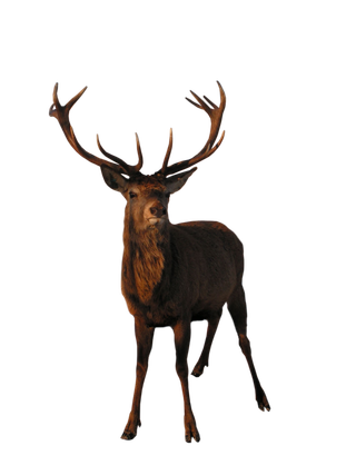 鹿动物免扣素材透明背景野马