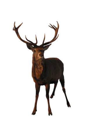 鹿动物免扣素材透明背景野马