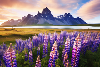 雪山下草丛盛开的紫色的小花摄影图 