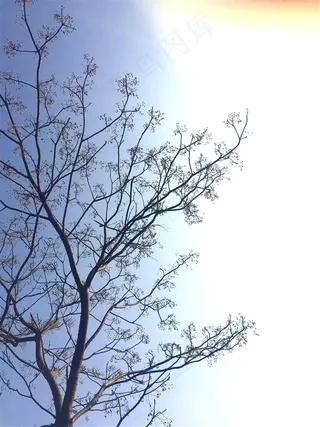 冬天有果实的树