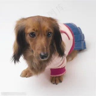 小型犬-趴着的可爱小姑 小型犬-趴着的可爱小姑