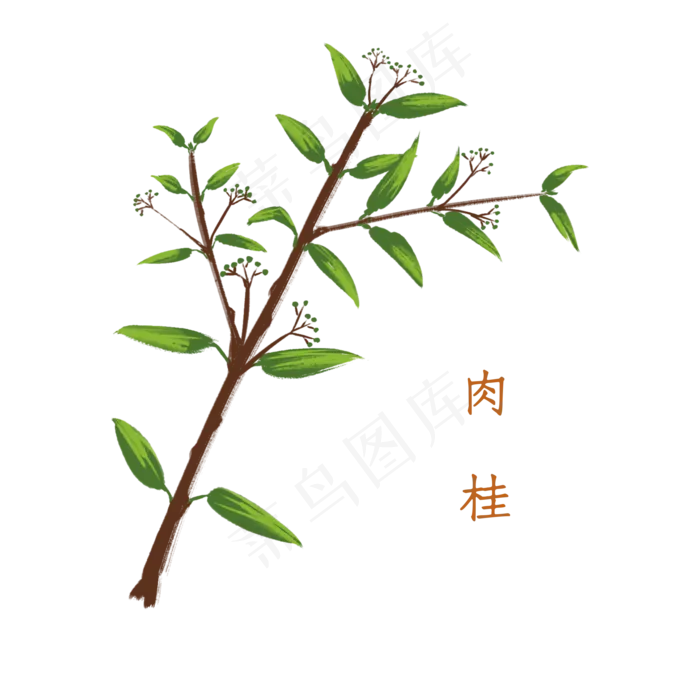 手绘草本中药药材肉桂