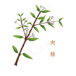 手绘草本中药药材肉桂
